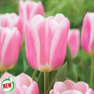 Mandy's Choice Tulip Thumbnail